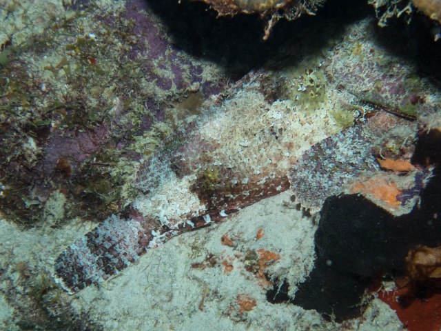 Bari Reef